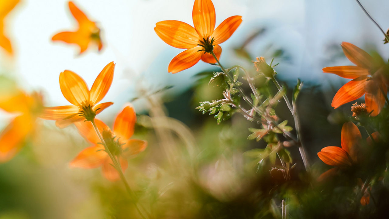 flowers