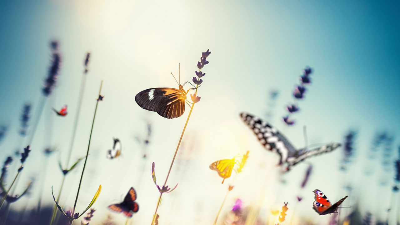 butterflys