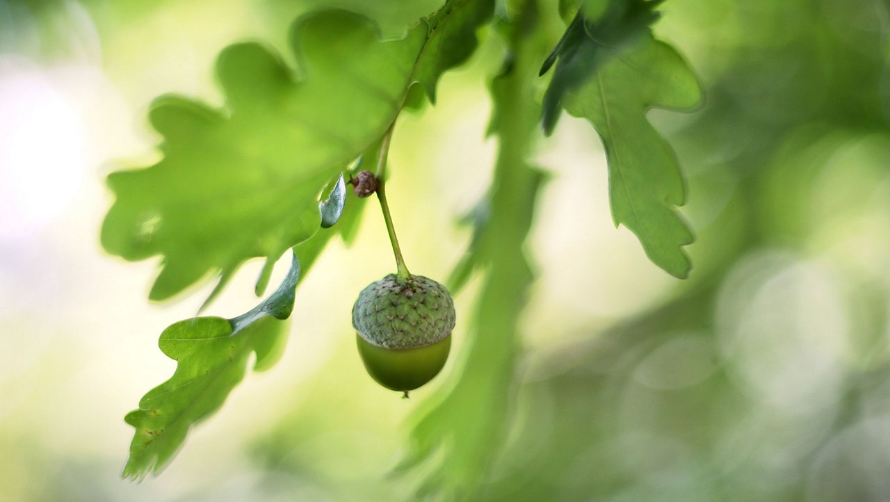 Acorn growing on a tree