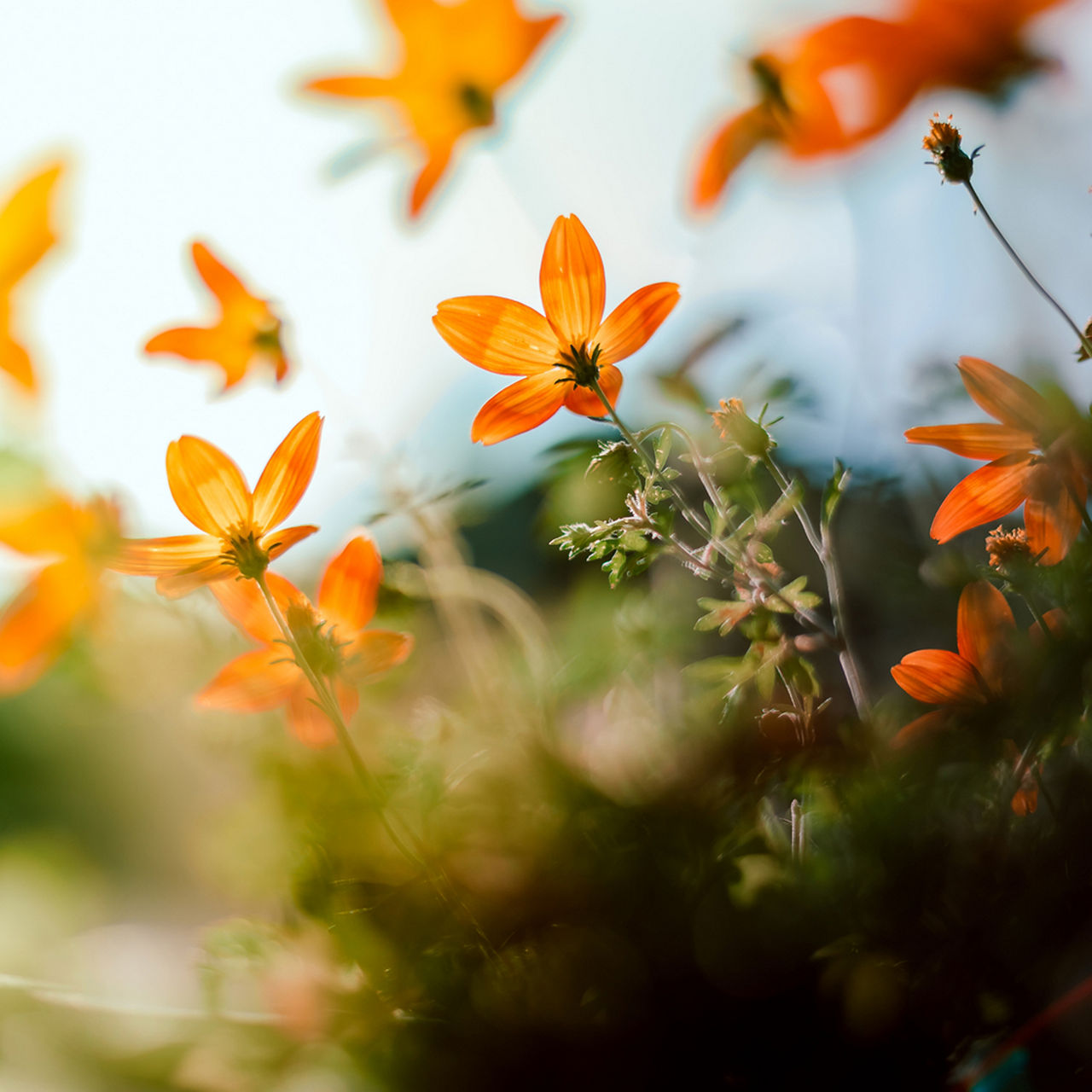 Orange flower